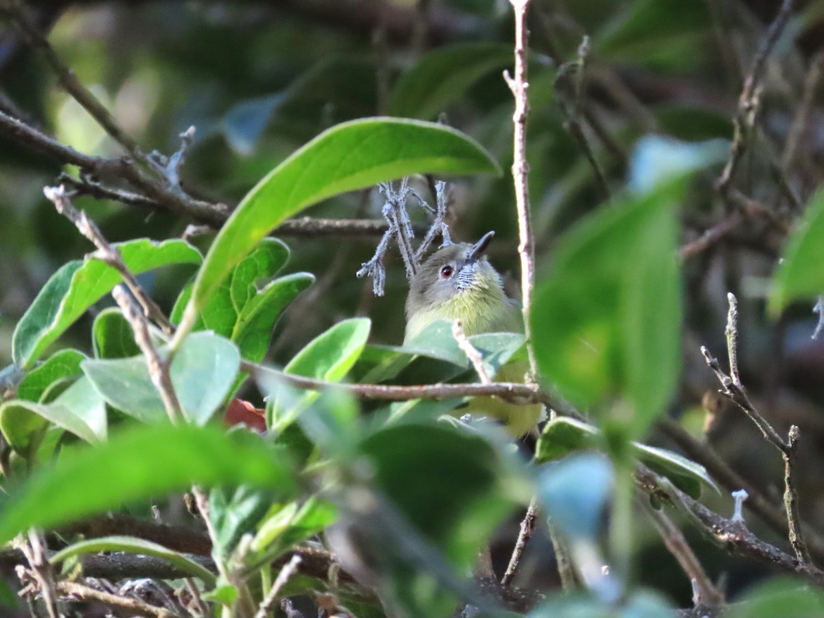 Темногорлая геригона (flavida) - ML587149041