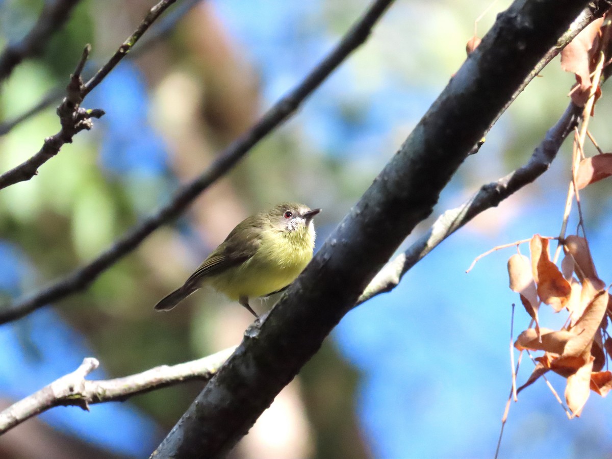 Темногорлая геригона (flavida) - ML587149121