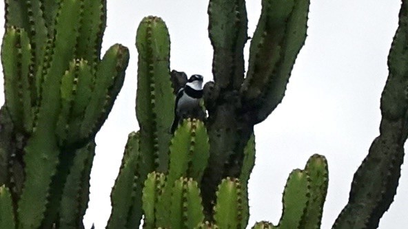 Western Black-headed Batis - Jan Ekkers