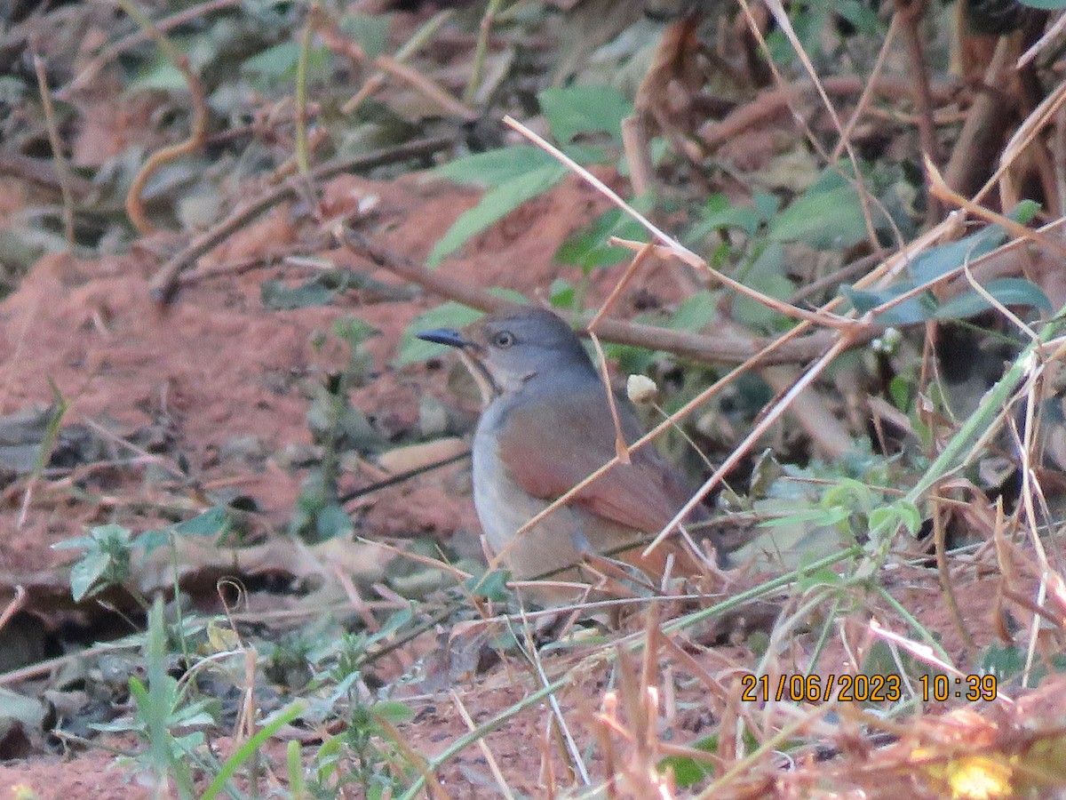 Collared Palm-Thrush - Margaret Steel