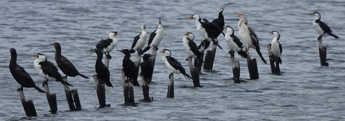 Little Pied Cormorant - ML587150851