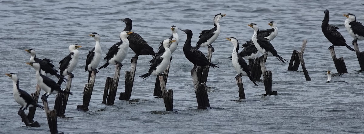 Little Pied Cormorant - ML587150861