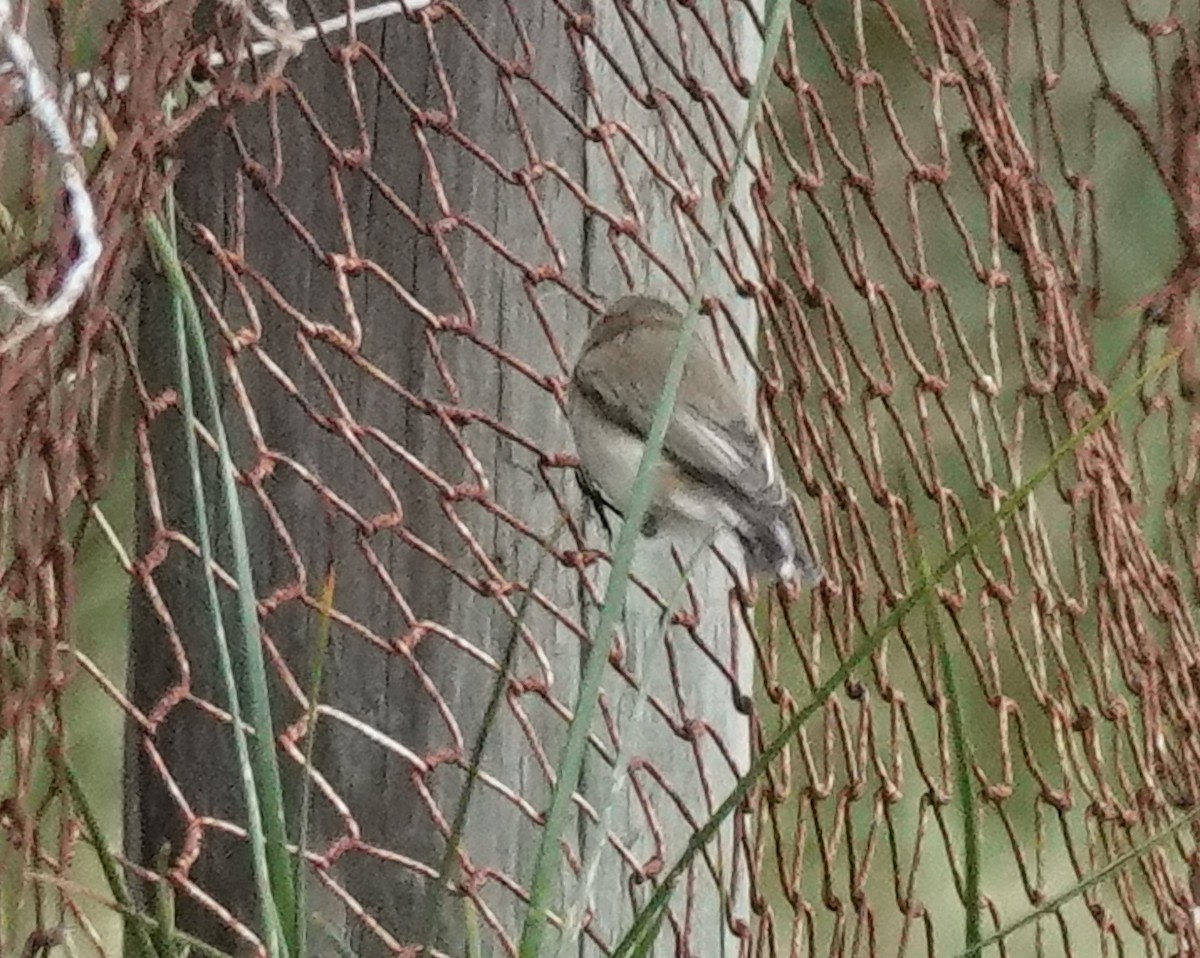 Western Gerygone - ML587150871