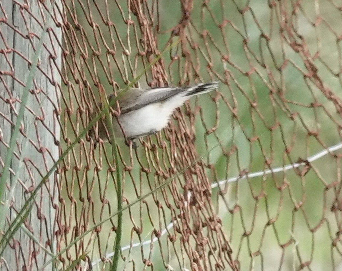 Western Gerygone - ML587150881