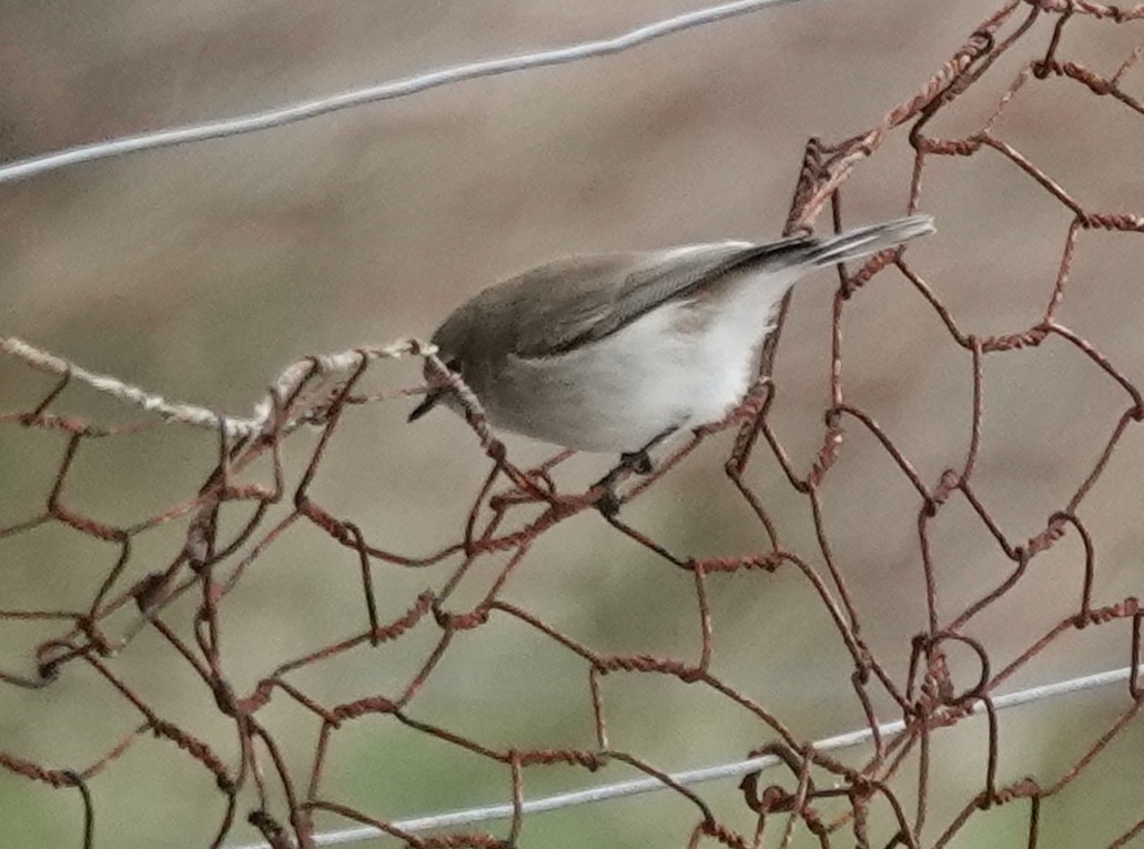 Western Gerygone - ML587150891