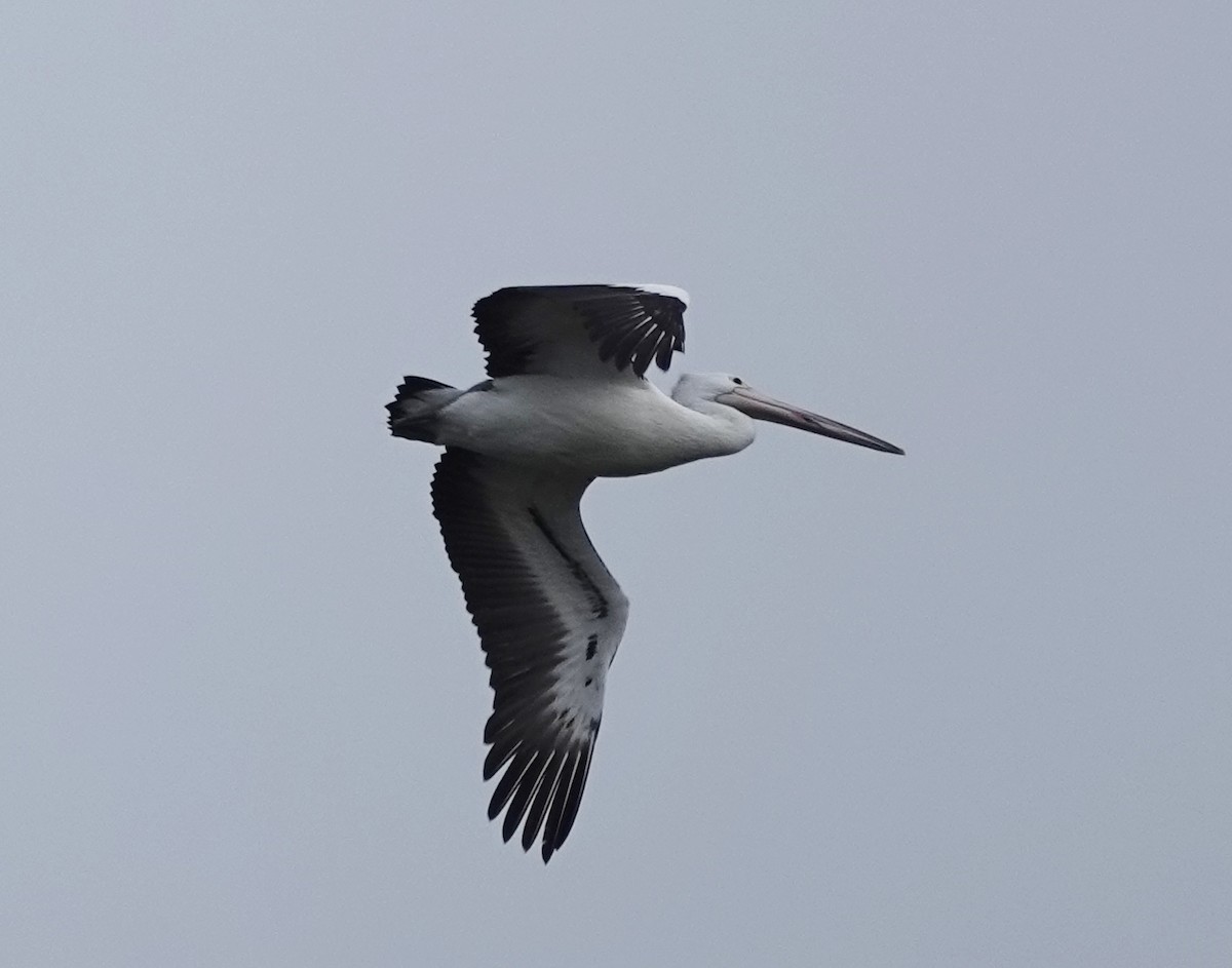Australian Pelican - ML587150971