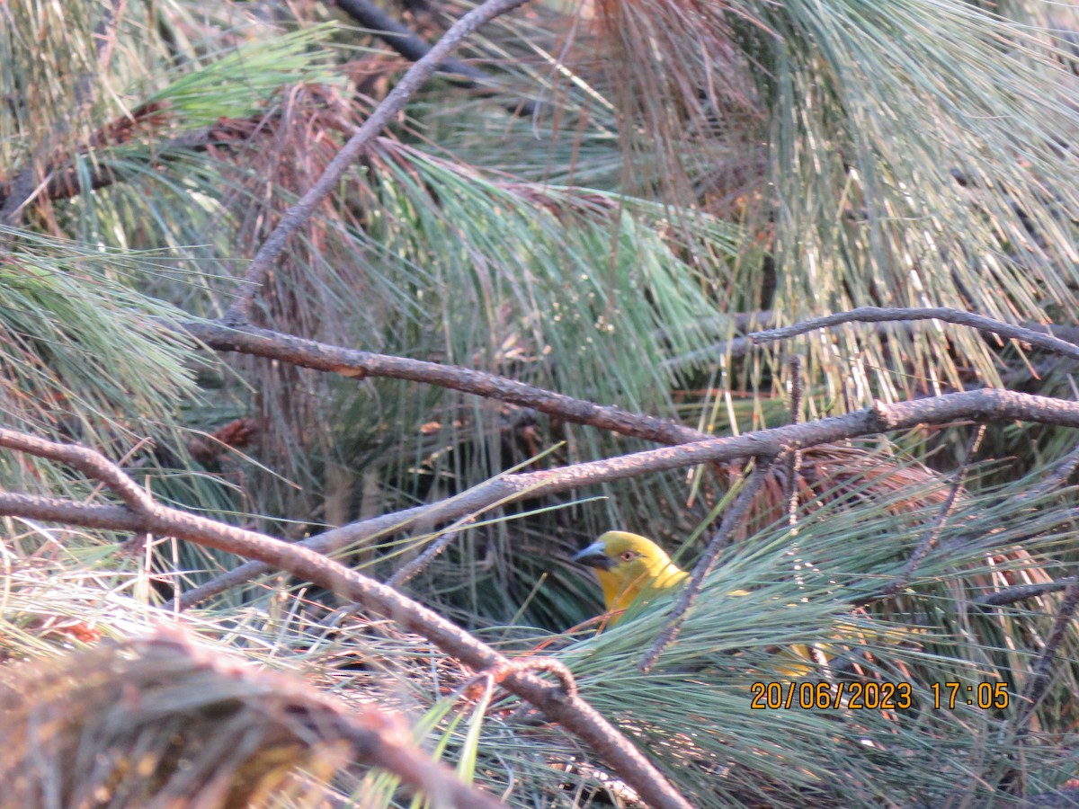 Holub's Golden-Weaver - ML587151441