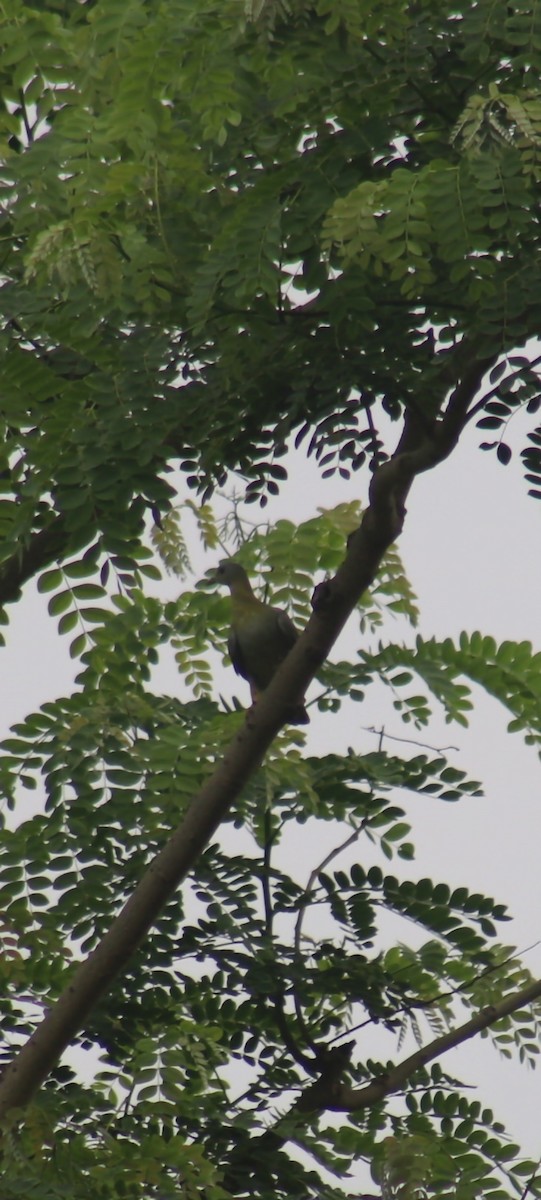 Yellow-footed Green-Pigeon - ML587151521
