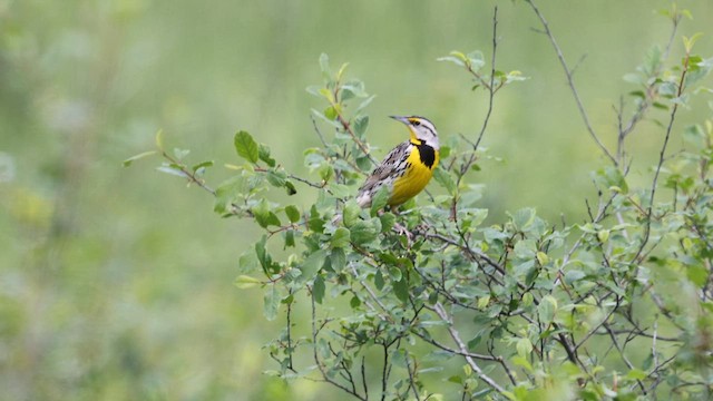 Eastern Meadowlark - ML587153631