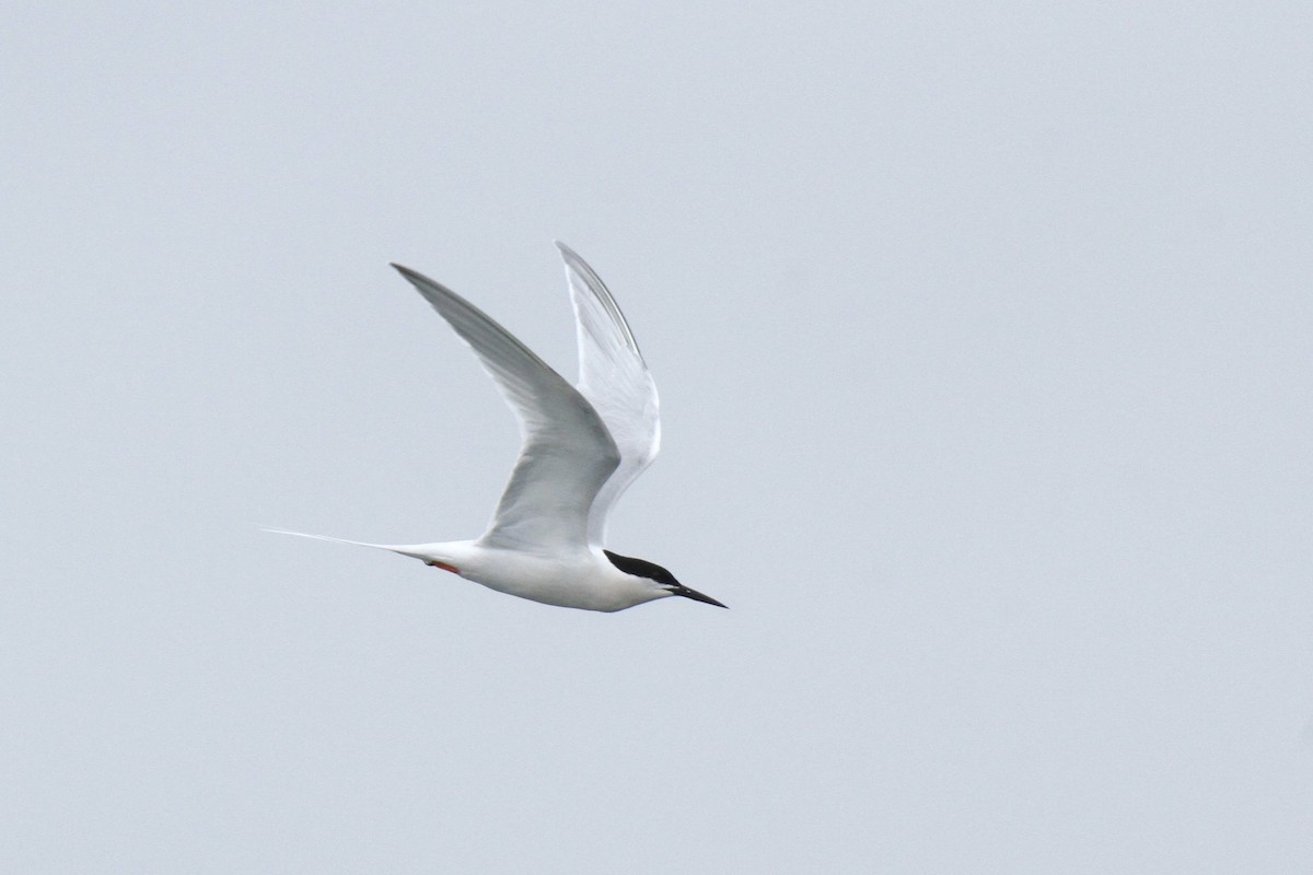 Roseate Tern - ML587153651