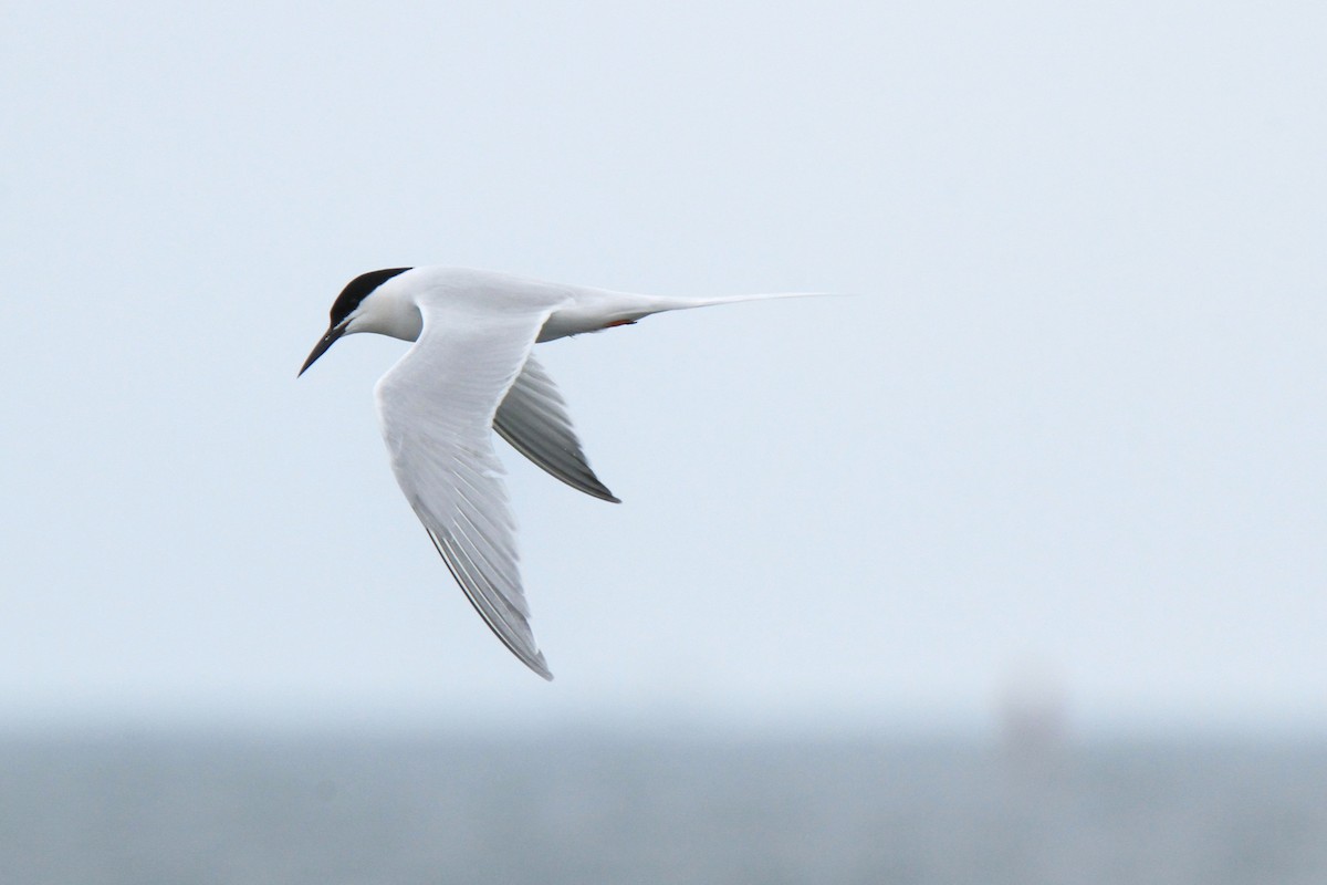 Roseate Tern - ML587153661