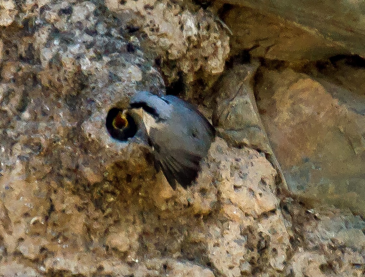 Eastern Rock Nuthatch - ML587154761