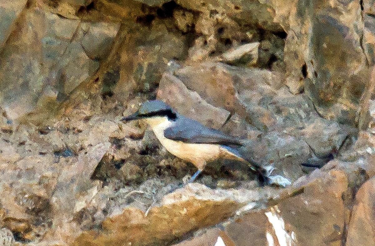 Eastern Rock Nuthatch - ML587154771