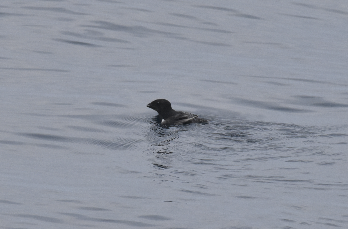 alkoun malý - ML587155151