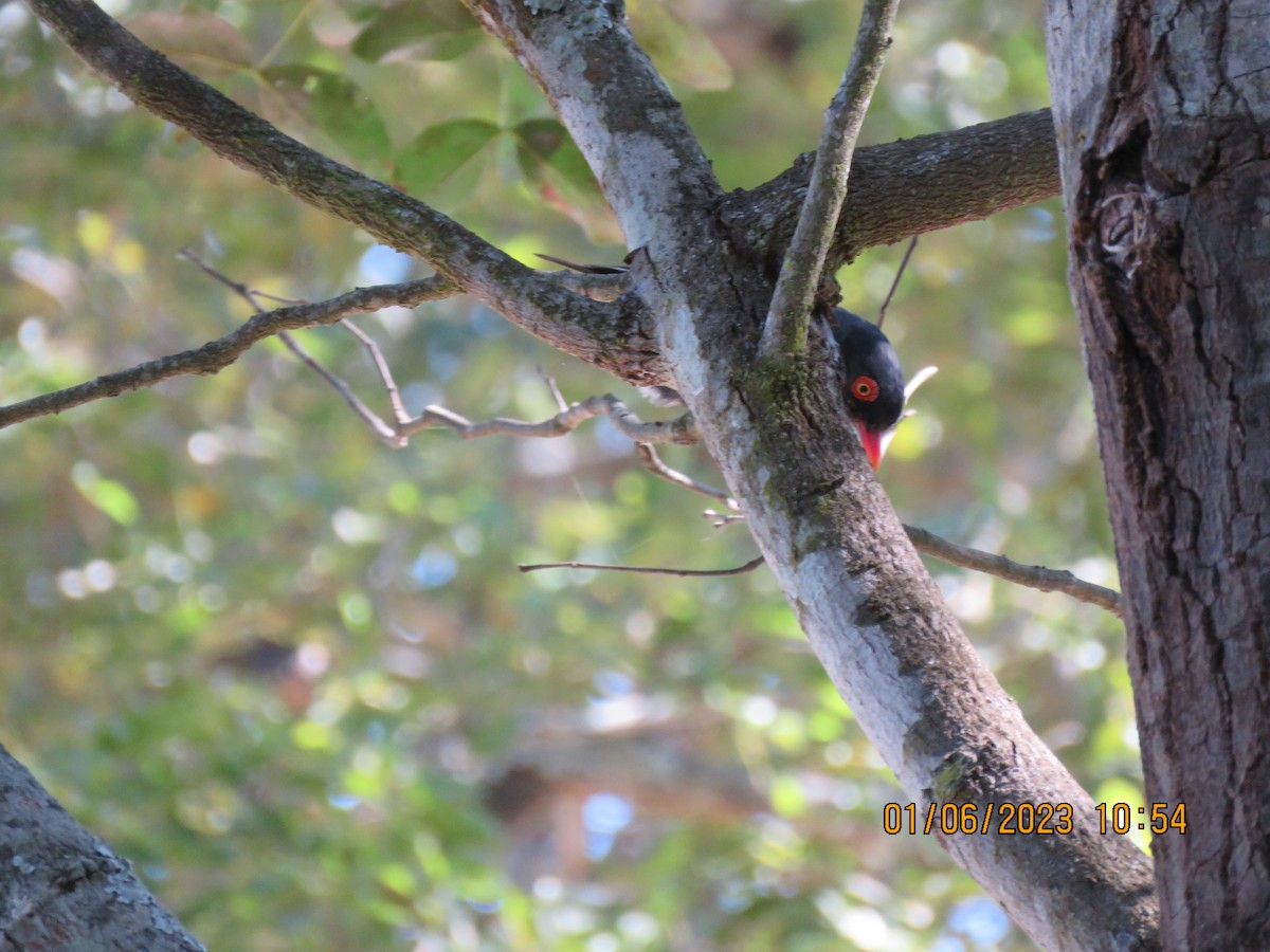 Retz's Helmetshrike - ML587155291