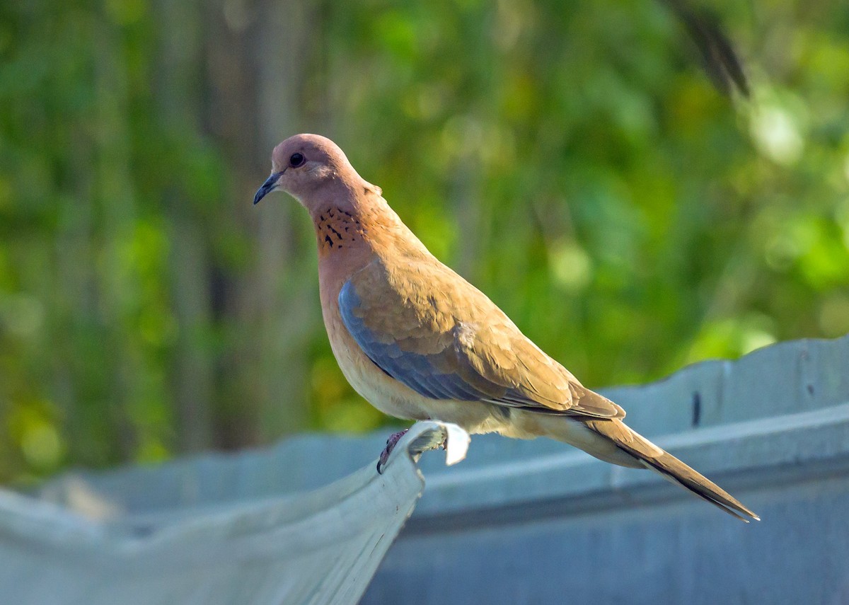 Tórtola Senegalesa - ML587156021