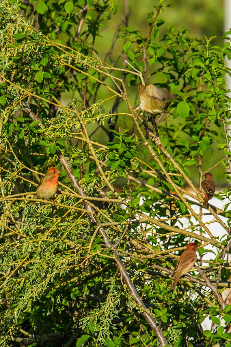 Common Rosefinch - ML587156101