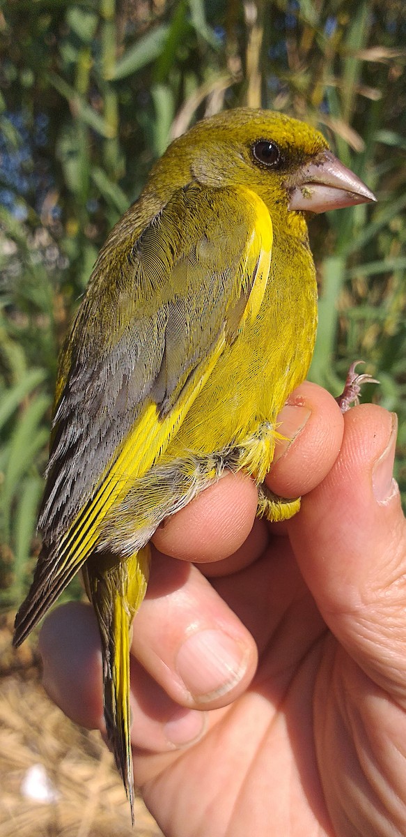 European Greenfinch - ML587156941