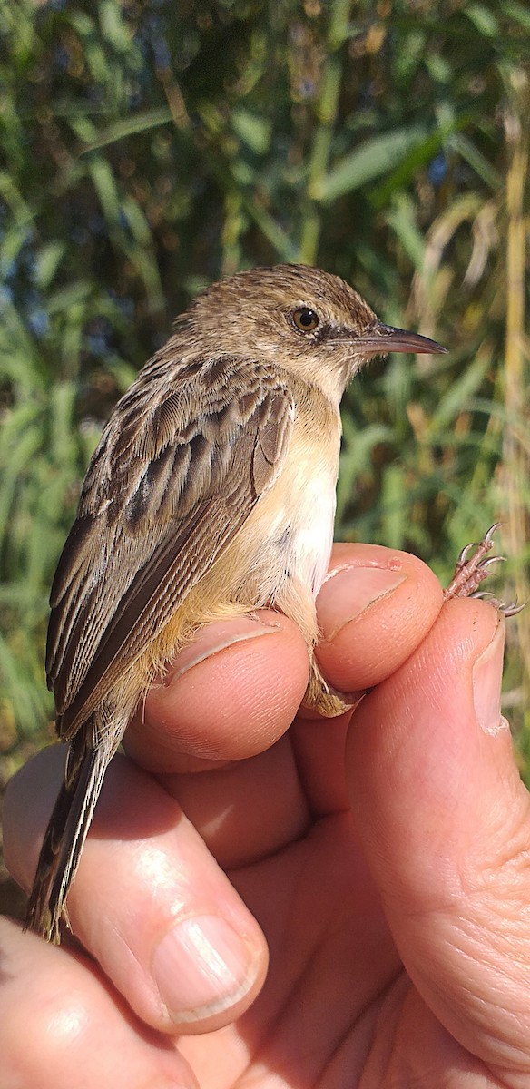 Zitting Cisticola - ML587157111