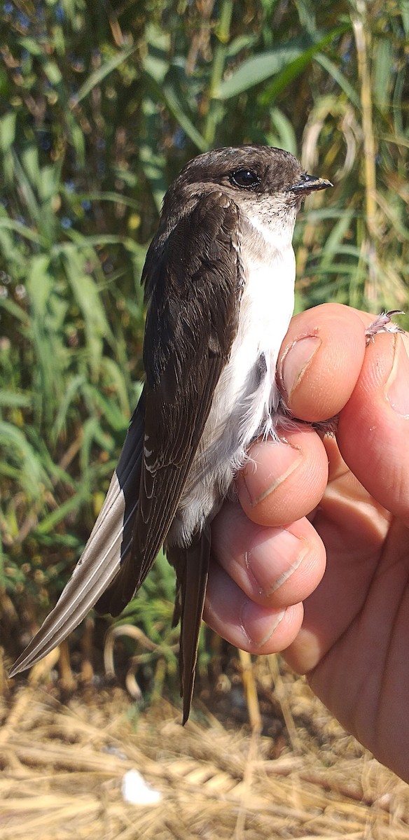 Western House-Martin - ML587157271