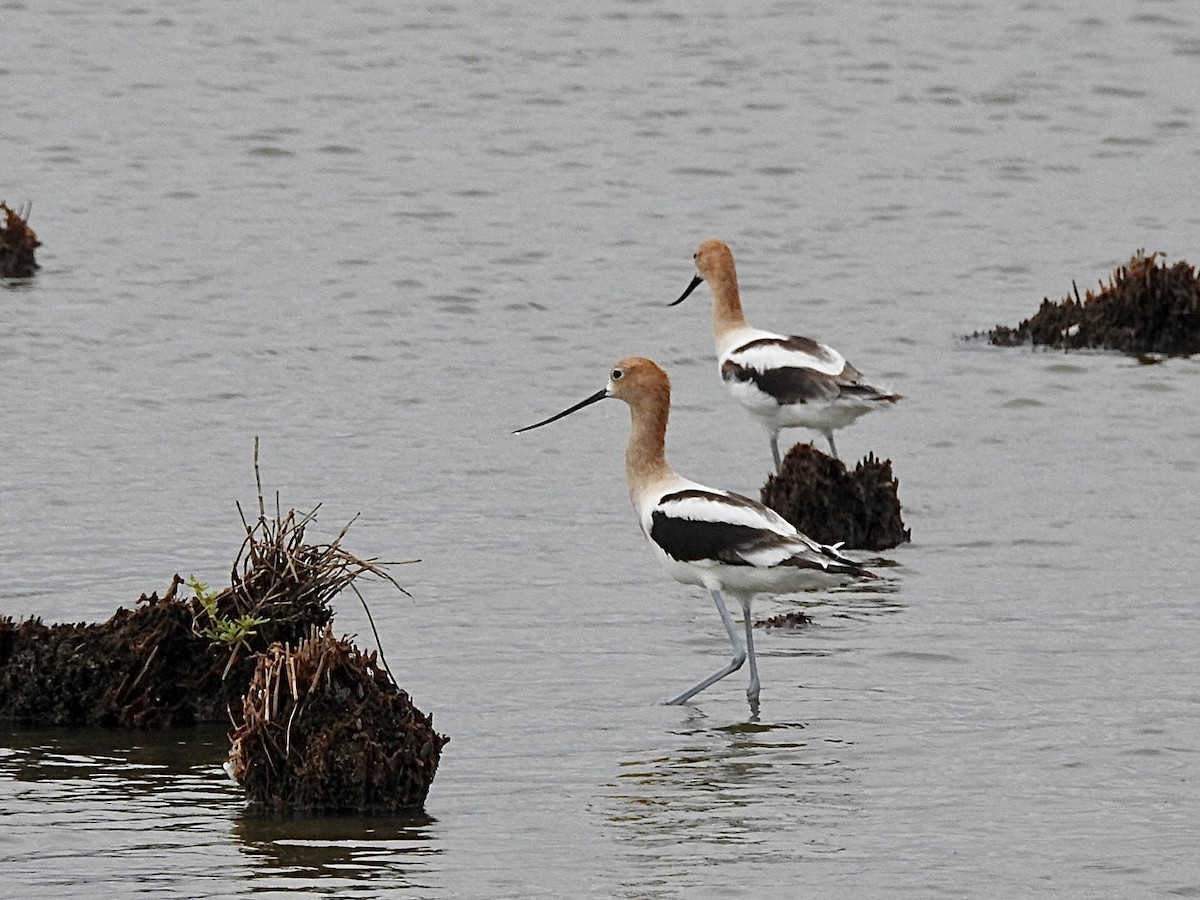 Avocette d'Amérique - ML587158681