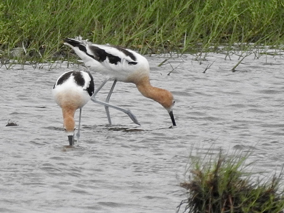 American Avocet - ML587158691