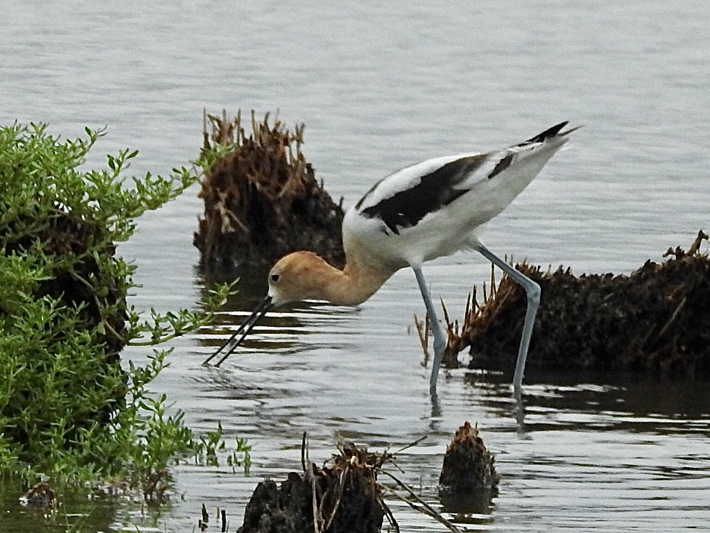 American Avocet - ML587158701