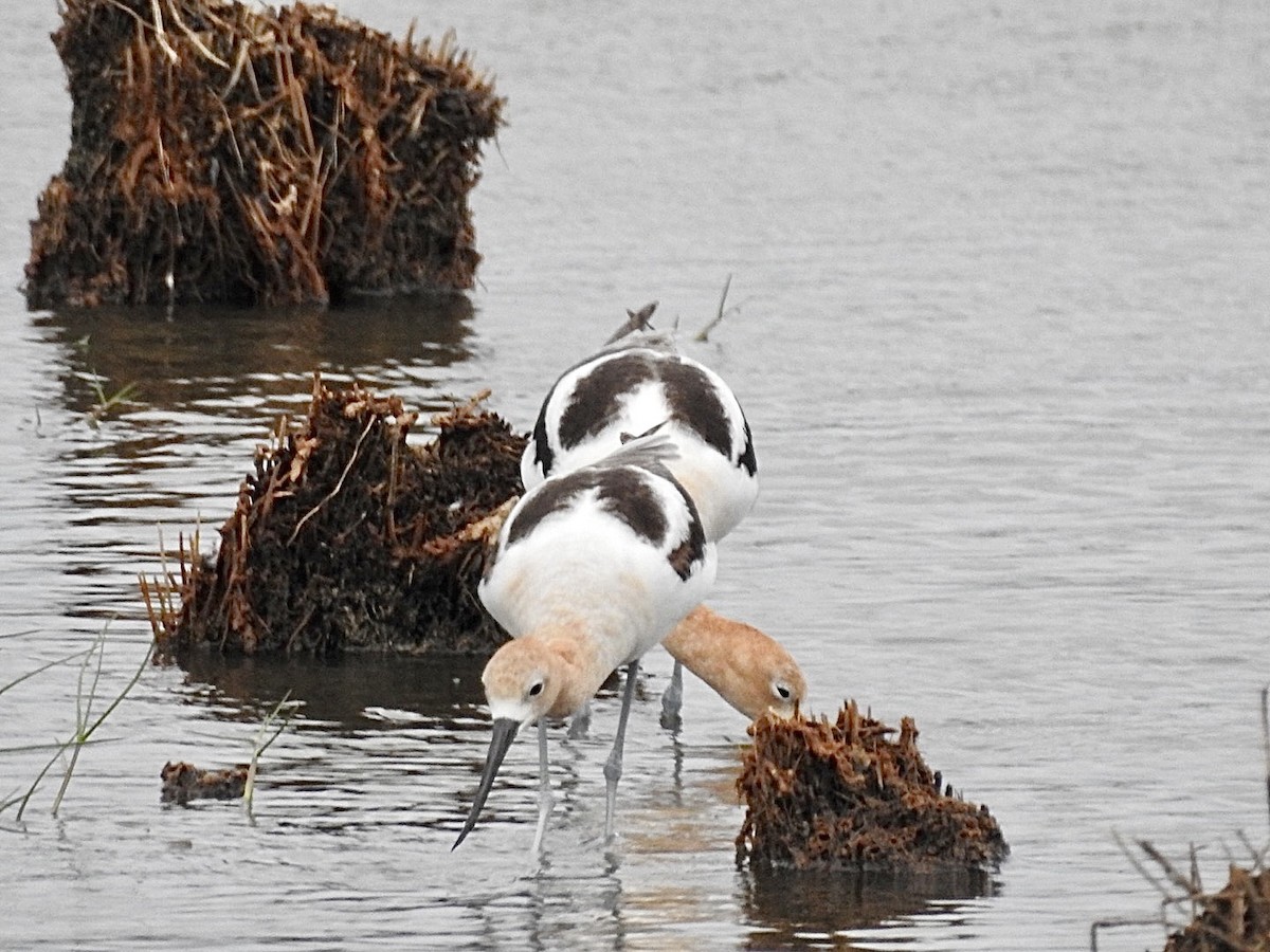 American Avocet - ML587158711