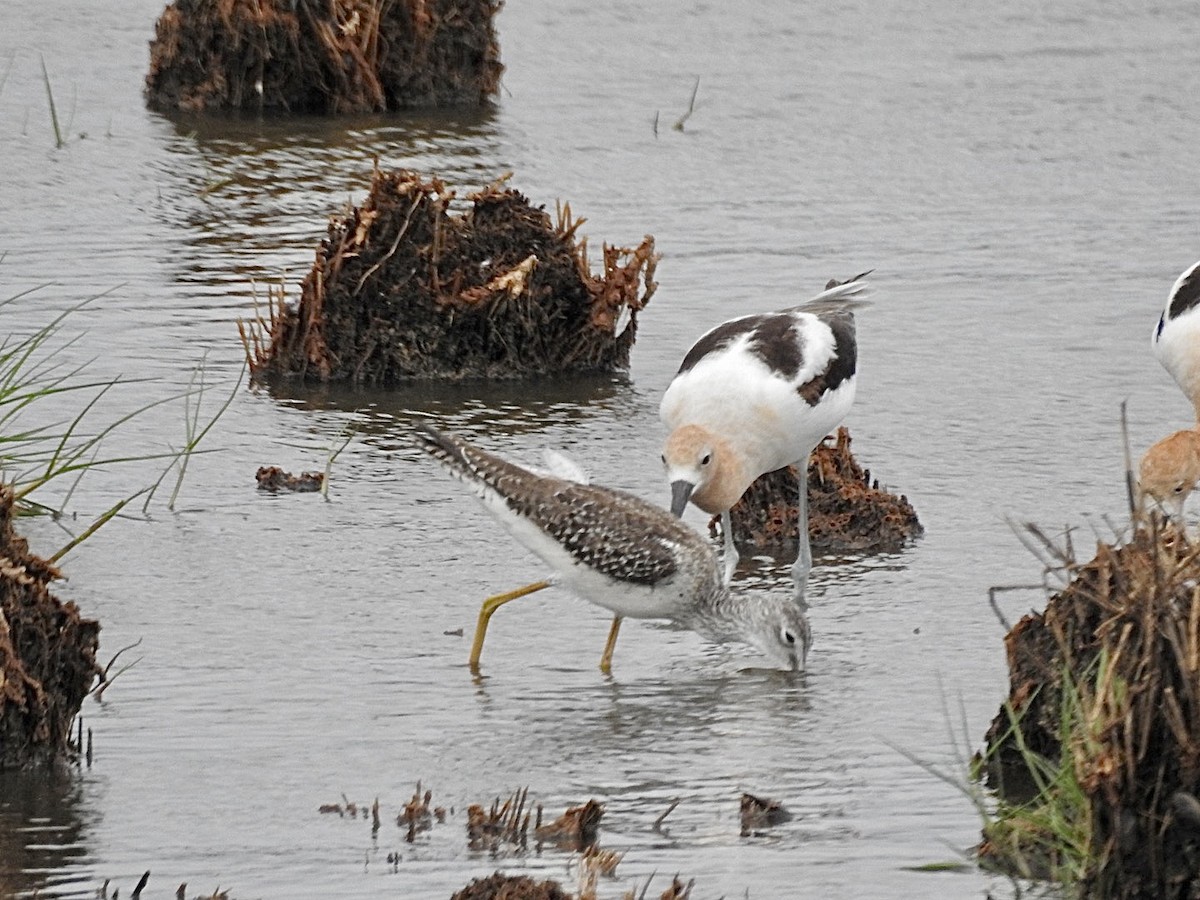 Greater Yellowlegs - ML587158811