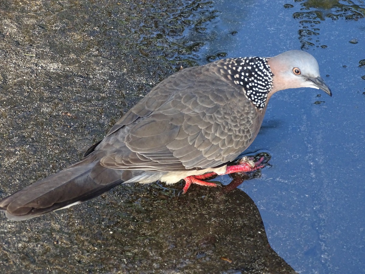 Spotted Dove - Michael Preston