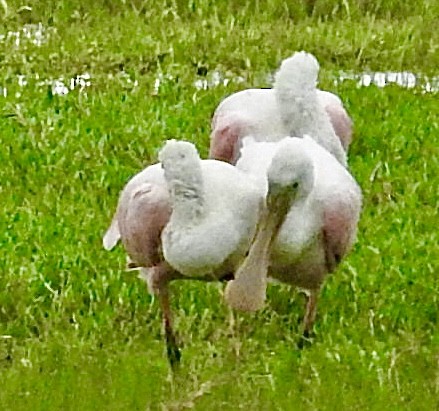 Roseate Spoonbill - ML587159341