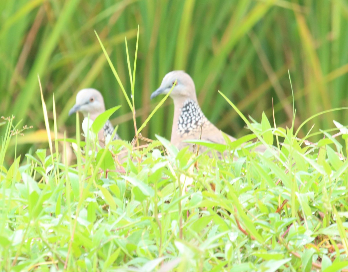 Spotted Dove - ML587160791