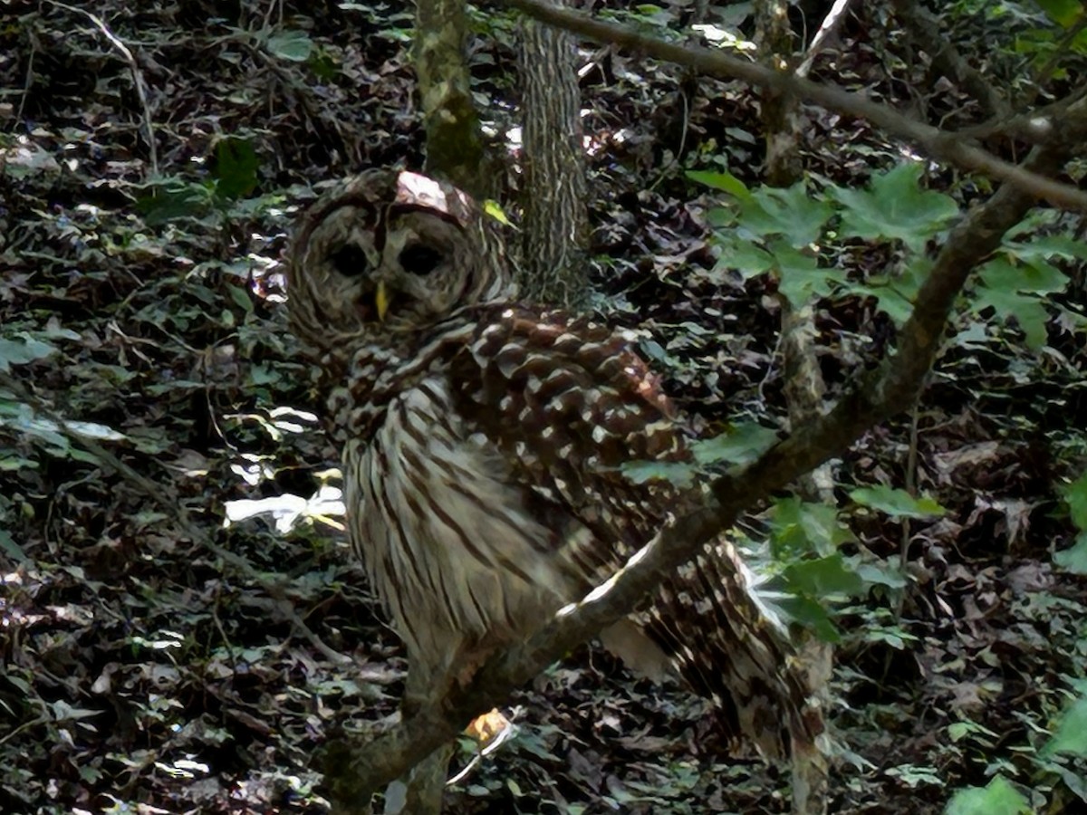Barred Owl - ML587161221