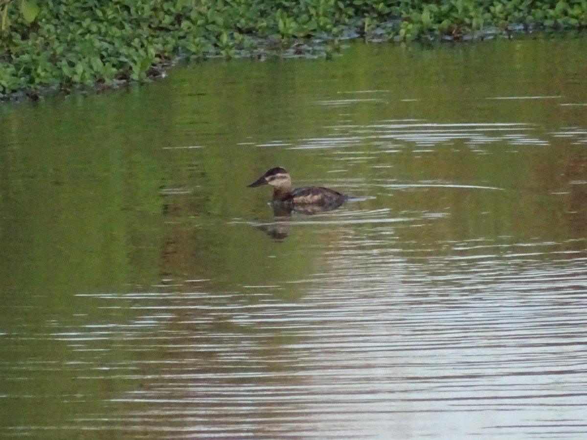 Ruddy Duck - ML587161361