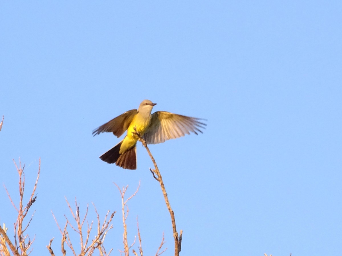 Western Kingbird - dan davis