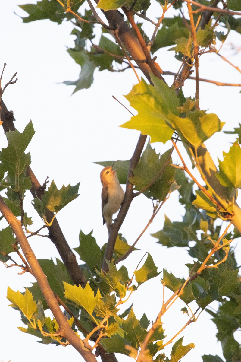 Warbling Vireo - ML587161461