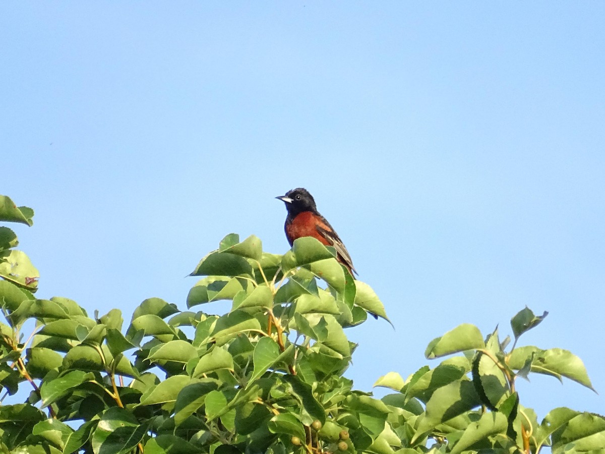 Orchard Oriole - ML587161551