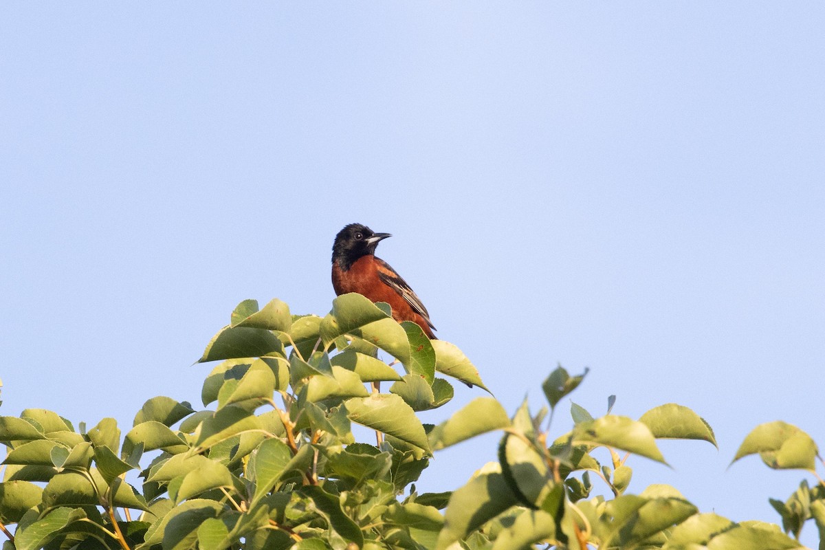 Orchard Oriole - ML587161561