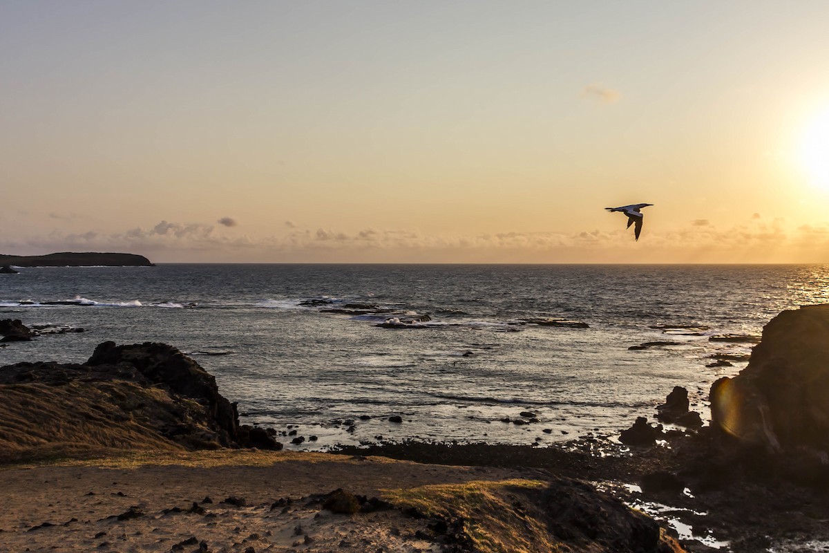 Masked Booby - ML587161571