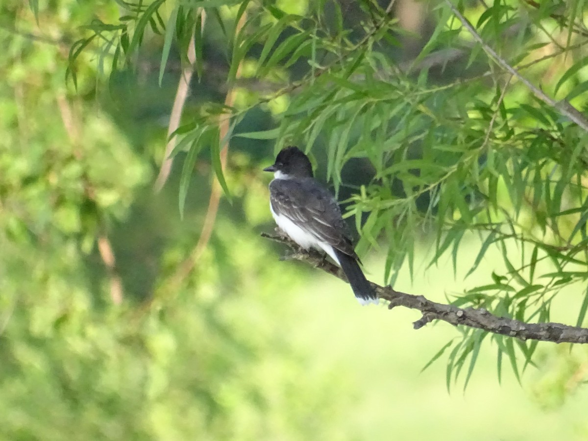 Eastern Kingbird - ML587161611