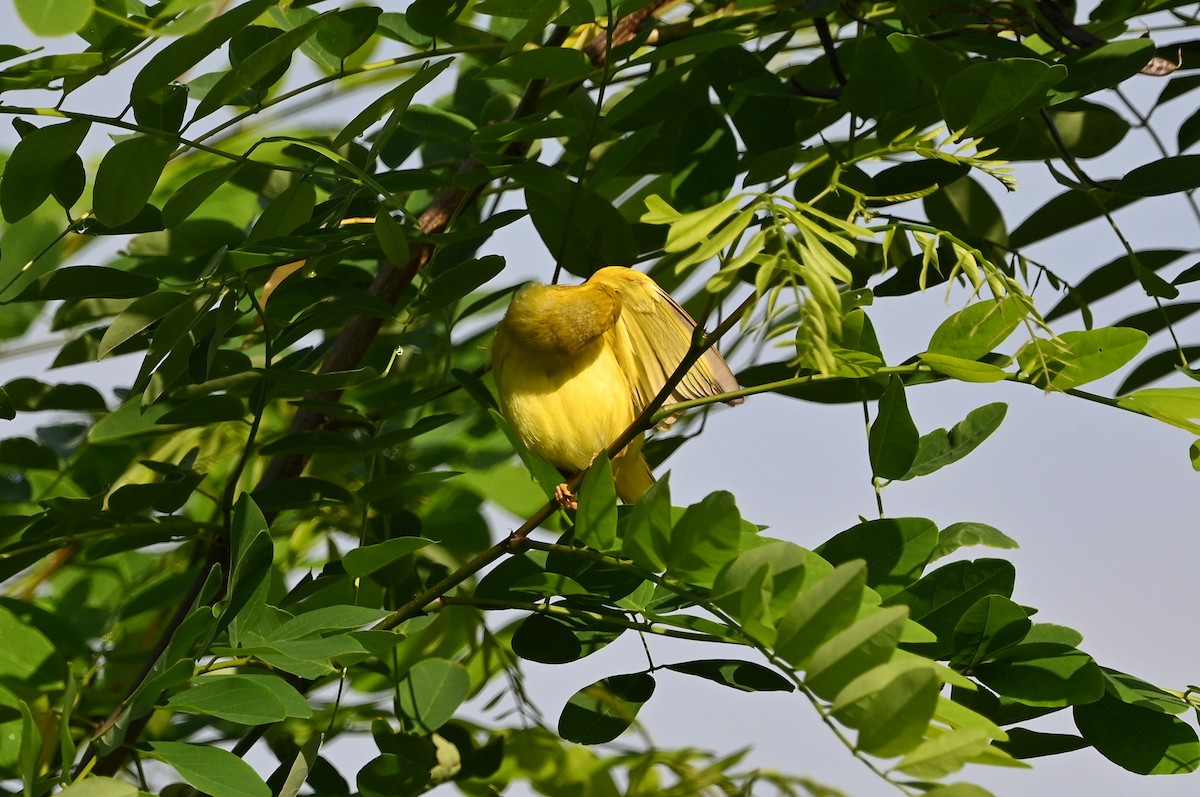 Yellow Warbler (Northern) - ML587163031