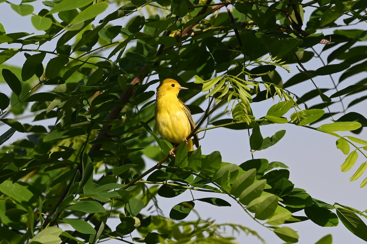 Yellow Warbler (Northern) - ML587163041