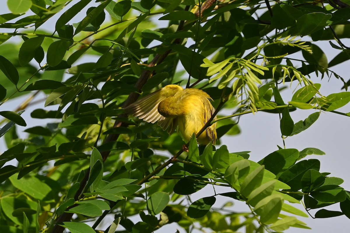 Yellow Warbler (Northern) - ML587163051