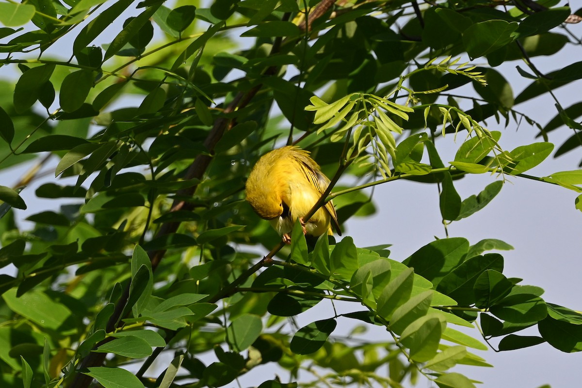 Yellow Warbler (Northern) - ML587163061
