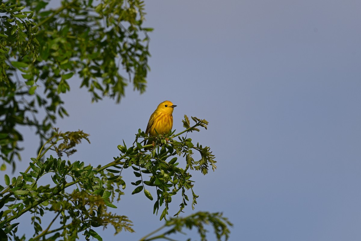 Yellow Warbler (Northern) - ML587163161