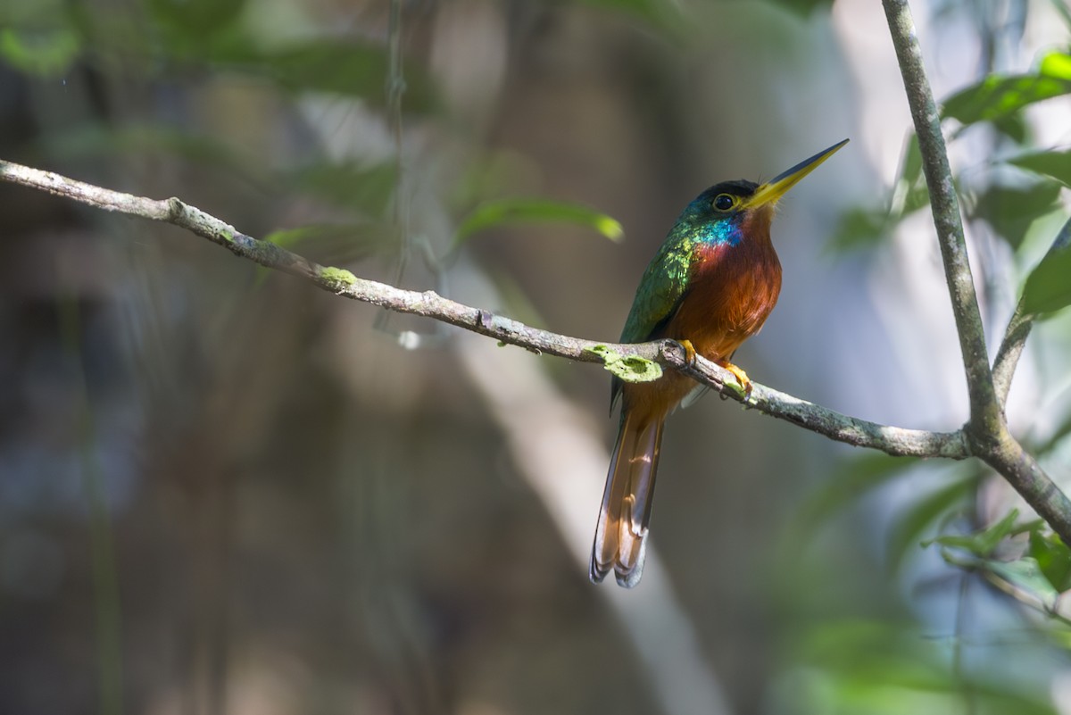 Blue-cheeked Jacamar - ML587163281