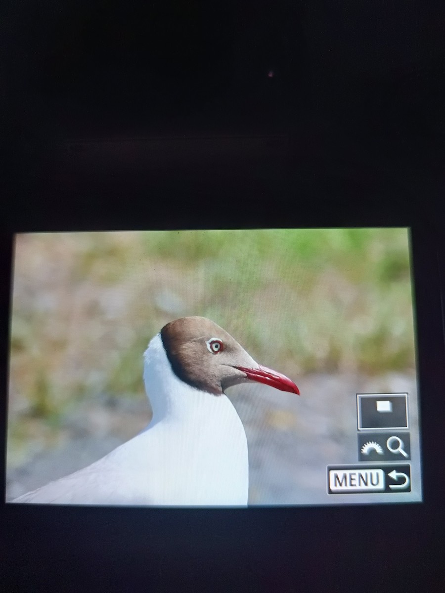 Brown-headed Gull - ML587163911