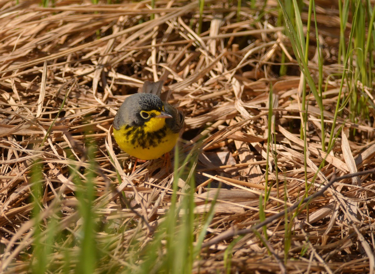 Canada Warbler - ML58716411