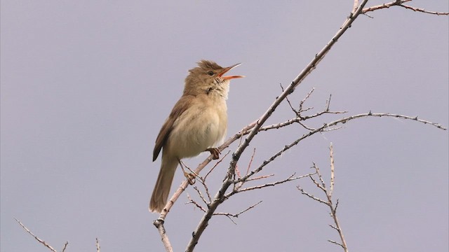 Large-billed Reed Warbler - ML587165521