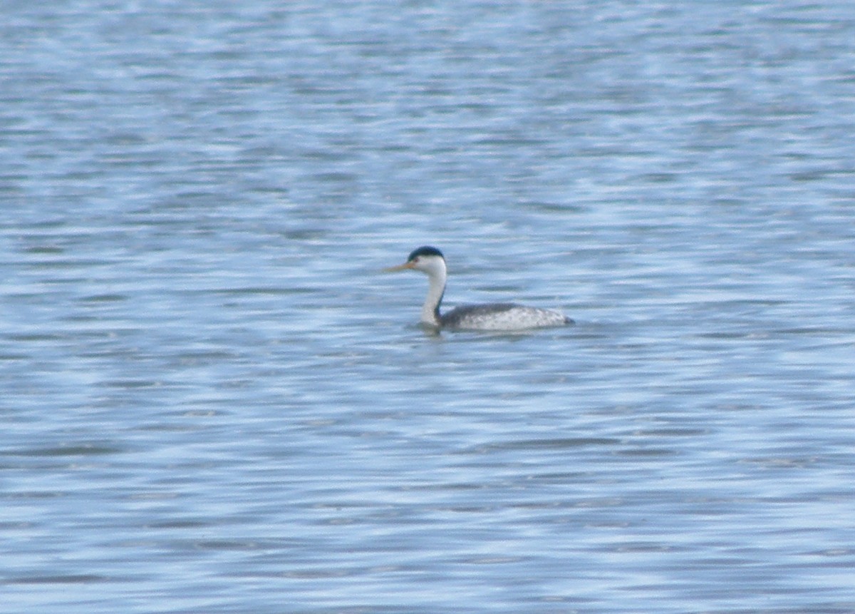 Clark's Grebe - ML587166091